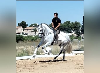 PRE Mix, Gelding, 6 years, 16,2 hh, Gray-Dapple