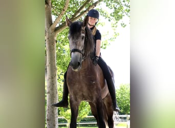 PRE, Gelding, 6 years, 16,2 hh, Grey-Dark-Tan