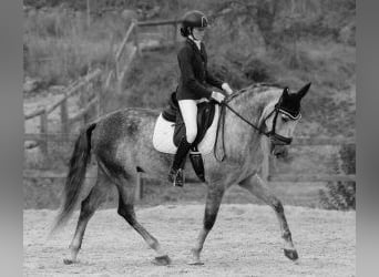 PRE Mix, Gelding, 6 years, 16,2 hh, Grey