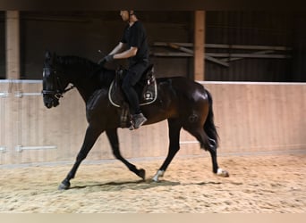 PRE Mix, Gelding, 6 years, 17 hh, Black