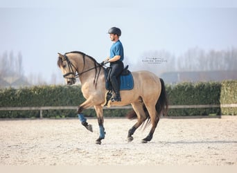 PRE Mix, Gelding, 6 years, 17 hh, Buckskin