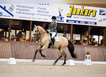 PRE Mix, Gelding, 6 years, 17 hh, Buckskin