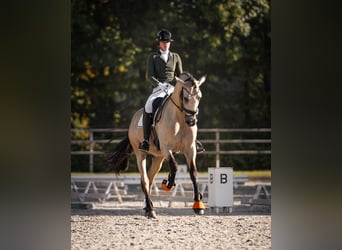 PRE Mix, Gelding, 6 years, 17 hh, Buckskin