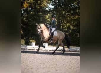 PRE Mix, Gelding, 6 years, 17 hh, Buckskin