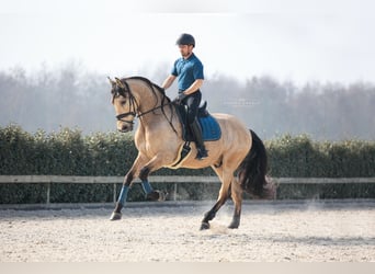 PRE Mix, Gelding, 6 years, 17 hh, Buckskin