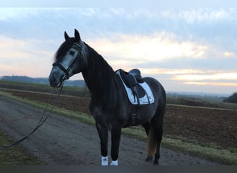 PRE, Gelding, 6 years, 17 hh, Gray