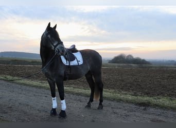 PRE, Gelding, 6 years, 17 hh, Gray