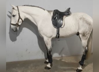 PRE Mix, Gelding, 6 years, 17 hh, Grey