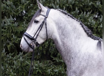PRE Mix, Gelding, 6 years, Gray