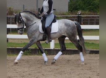 PRE Mix, Gelding, 6 years, Gray