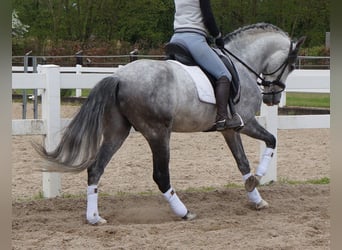 PRE Mix, Gelding, 6 years, Gray