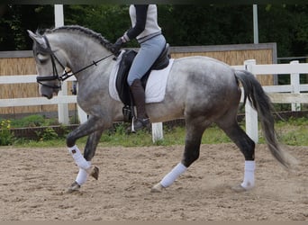 PRE Mix, Gelding, 6 years, Gray