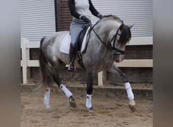 PRE Mix, Gelding, 6 years, Gray