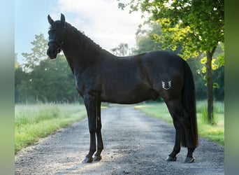 PRE Mix, Gelding, 7 years, 15.2 hh, Black