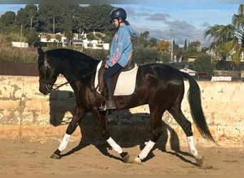 PRE Mix, Gelding, 7 years, 15.2 hh, Black