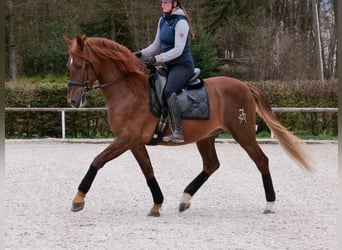 PRE Mix, Gelding, 7 years, 15.2 hh, Chestnut-Red