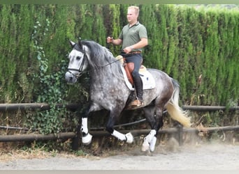 PRE, Gelding, 7 years, 15.2 hh, Grey
