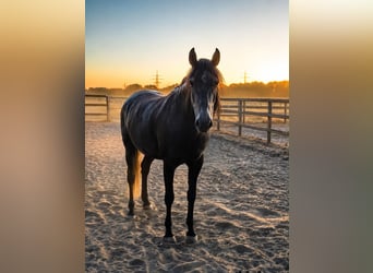 PRE Mix, Gelding, 7 years, 15.2 hh, Grey-Dark-Tan
