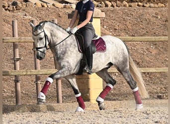 PRE Mix, Gelding, 7 years, 15.2 hh, Grey