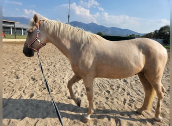 PRE Mix, Wallach, 7 Jahre, 15,2 hh, Palomino