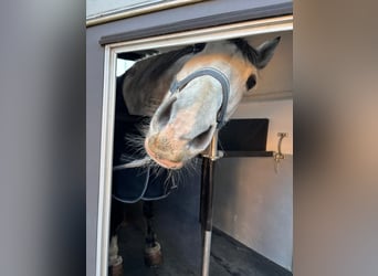 PRE Mix, Gelding, 7 years, 15.3 hh, Grey-Fleabitten