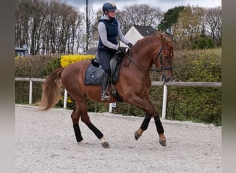 PRE Mix, Gelding, 7 years, 15,2 hh, Chestnut-Red