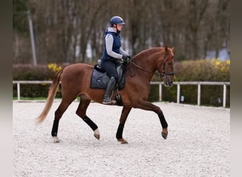 PRE Mix, Gelding, 7 years, 15,2 hh, Chestnut-Red