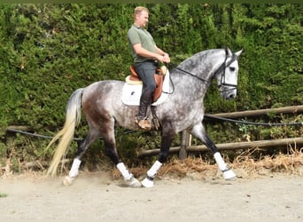 PRE, Gelding, 7 years, 15,2 hh, Grey