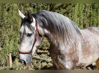PRE, Gelding, 7 years, 15,2 hh, Grey