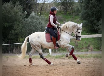 PRE Mix, Gelding, 7 years, 15,2 hh, Grey-Dapple