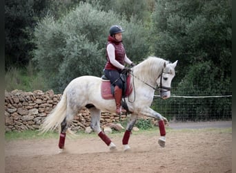 PRE Mix, Gelding, 7 years, 15,2 hh, Grey-Dapple