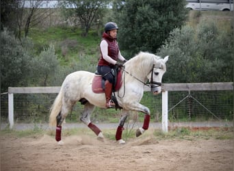 PRE Mix, Gelding, 7 years, 15,2 hh, Grey-Dapple