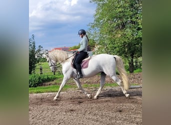 PRE Mix, Gelding, 7 years, 15,2 hh, Grey
