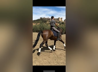 PRE Mix, Gelding, 7 years, 15,3 hh, Brown