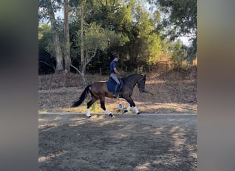 PRE Mix, Gelding, 7 years, 15,3 hh, Brown