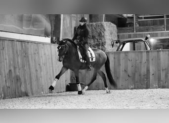 PRE Mix, Gelding, 7 years, 16,1 hh, Bay