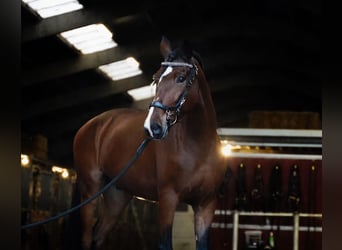 PRE Mix, Gelding, 7 years, 16,1 hh, Bay