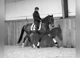 PRE Mix, Gelding, 7 years, 16,1 hh, Bay