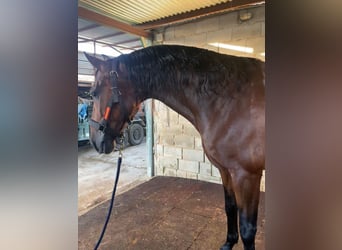 PRE, Gelding, 7 years, 16,1 hh, Brown