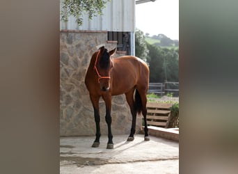 PRE, Gelding, 7 years, 16.1 hh, Brown