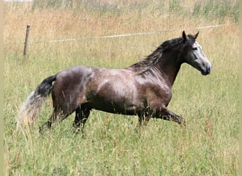 PRE Mix, Gelding, 7 years, 16.1 hh, Gray-Dapple