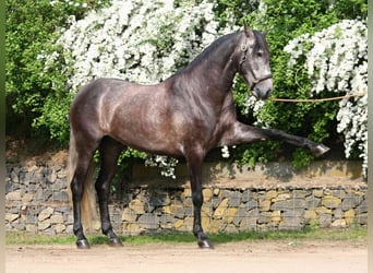 PRE Mix, Gelding, 7 years, 16.1 hh, Gray-Dapple
