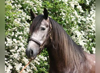 PRE Mix, Gelding, 7 years, 16.1 hh, Gray-Dapple