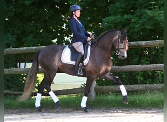 PRE Mix, Gelding, 7 years, 16.1 hh, Gray-Dapple