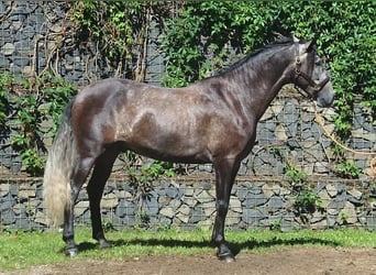 PRE Mix, Gelding, 7 years, 16.1 hh, Gray-Dapple