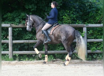 PRE Mix, Gelding, 7 years, 16.1 hh, Gray-Dapple
