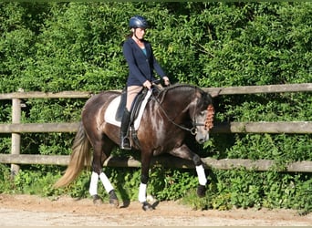 PRE Mix, Gelding, 7 years, 16.1 hh, Gray-Dapple