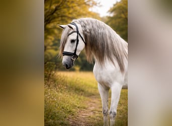 PRE Mix, Gelding, 7 years, 16.1 hh, Grey