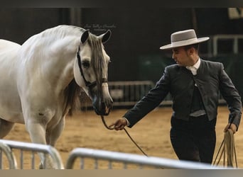 PRE Mix, Gelding, 7 years, 16.1 hh, Grey