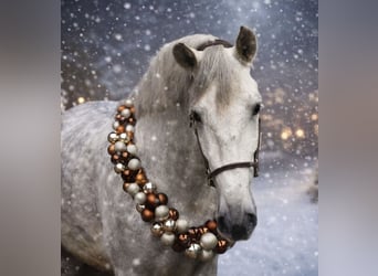 PRE, Gelding, 7 years, 16.1 hh, Grey